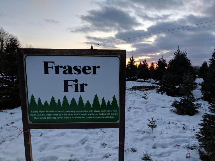 Fraser Fir Trees